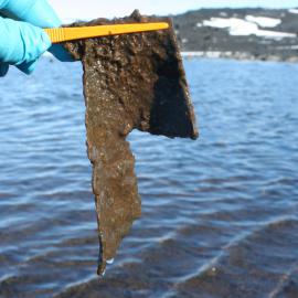 Microbial mat Skua Lake, Cape Evans