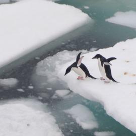 Penguins Leaping Across Sea Ice cracks