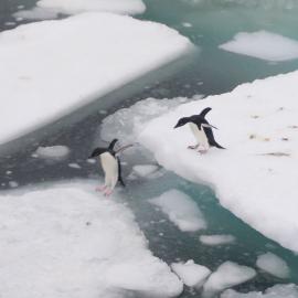 Penguins Leaping Across Sea Ice cracks