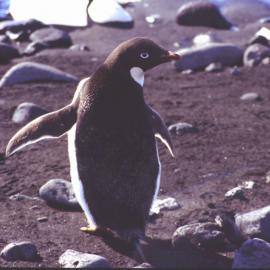 Adelie penguin, Cape Hallett