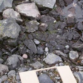 Cyanobacteria on stones, Cape Hallett