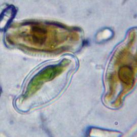 Diatoms