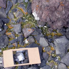 Lichens, Cape Hallett