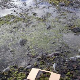 Prasiola and moss at Cape Hallett
