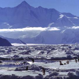 Sea ice, penguins, Mt Herschel