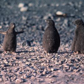 Adelie Penguin Chicks
