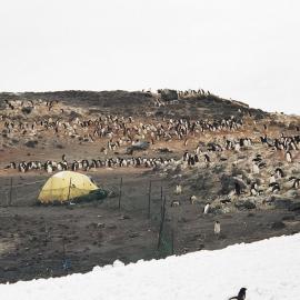 Royds Penguin colony