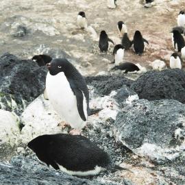 Cape Royds Penguins