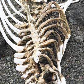 Seal carcass at Cape Royds