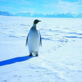Emperor Penguin on Ice