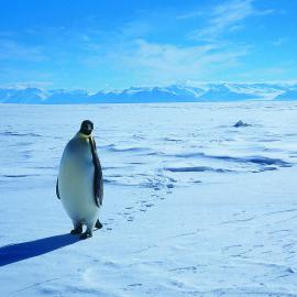 Emperor Penguin on Ice