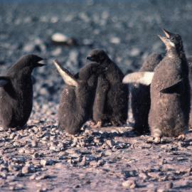 Adelie penguin Chicks