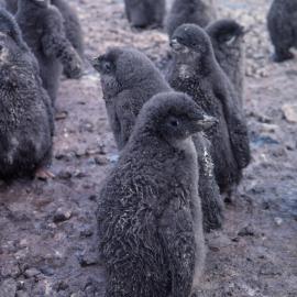 Adelie Penguin Chicks, Cape Bird