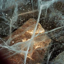 Rocks on Lake Bottom seen though Ice