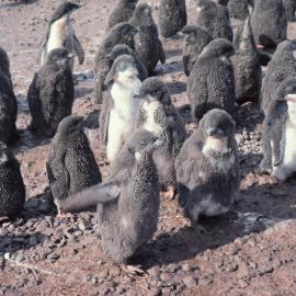 Moulting Adelie penguin chicks