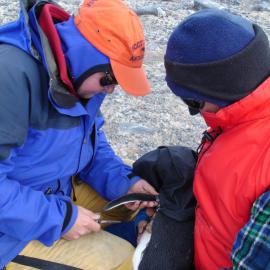Joe and Mark Banding Penguins
