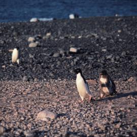 Adelie Adult and chick