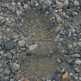 Foot print Wright Valley 