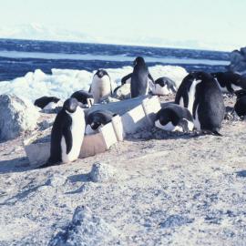 Adelie Penguins at Cape Royds