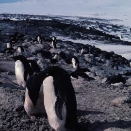 Adelie Penguins at Cape Royds