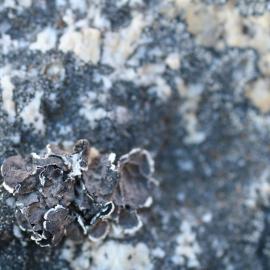 Lichen