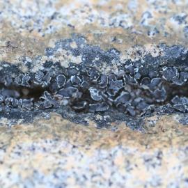 Lichen