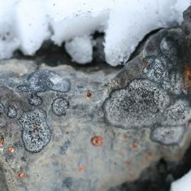Lichen