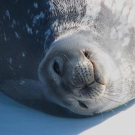 Wedell seal 