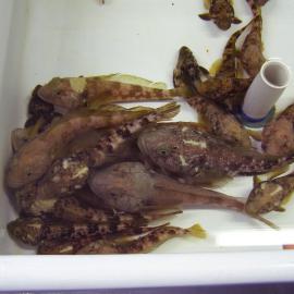 Tremotamus bernacchii