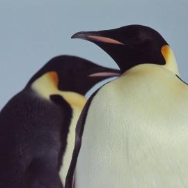 Emperor penguins