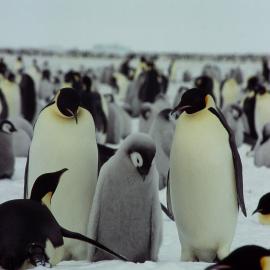 Emperor penguins