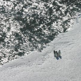 Penguins on Sea Ice
