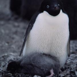 Adelie Penguin and chick