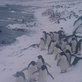 Adelie Penguins