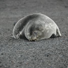 Weddell Seal