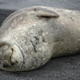 Weddell Seal