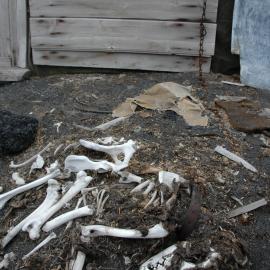 Remains of a Dog at Cape Evans Hut