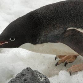 Adelie Penguin Eating Ice