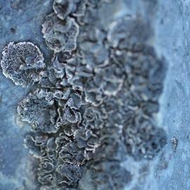 Umbilicariadecussata