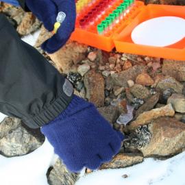 Collecting Lichen Samples
