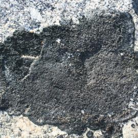 Buelliathallus before Collection