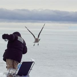The skua comes in for the catch at Cape Evans. 