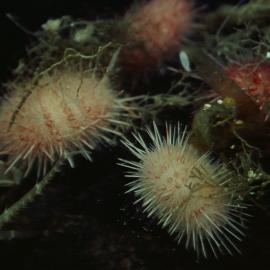 Sea urchins and giant isopod, SB wet lab