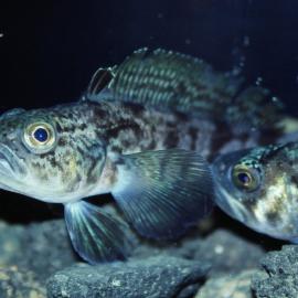 Trematomus nicolai and Trematomus newnesi