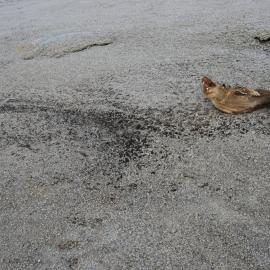 Dead seal and algal growth dependent upon nutrients eroded from the seal by wind-blown ice