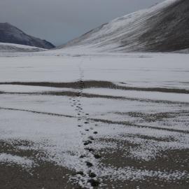 Tracks in the snow, looking west towards Lake Colleen and the Garwood Glacier