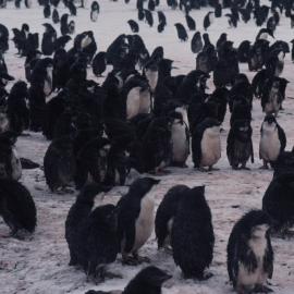 Moulting Adelie penguin chicks
