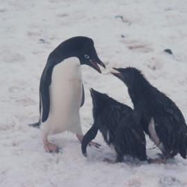 Adelie Parent feeding chicks