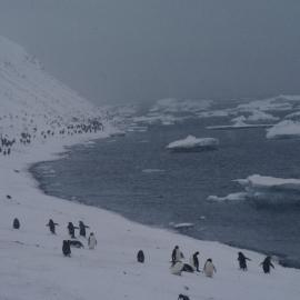 Adelie penguins on Paulet Island