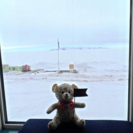Teddy goes to Antarctica